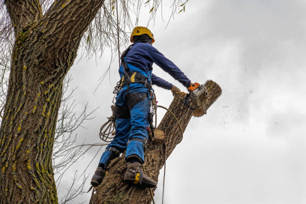 Best Tree Cabling and Bracing  in Minden, NV